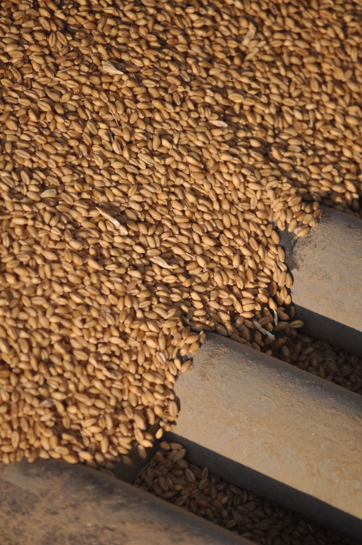Unloaded grain photo